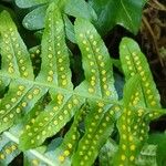 Polypodium vulgare Кветка