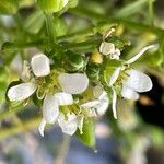 Cochlearia tatraeFlower