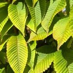 Acer carpinifolium Likasa