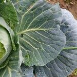 Brassica oleracea 葉