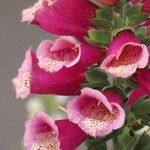 Digitalis thapsi Kwiat