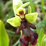 Ophrys insectifera Flor