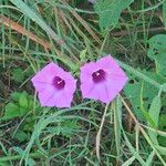 Ipomoea cordatotrilobaFleur