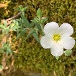 Arenaria montana Flor