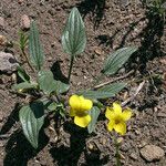 Viola purpurea Habitus