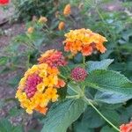 Lantana aculeata Flors