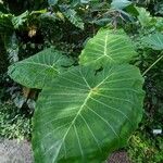 Colocasia gigantea Leaf