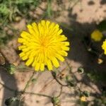 Crepis vesicaria Virág