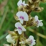 Neonotonia wightii Flower