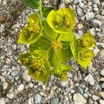 Euphorbia serrata Квітка