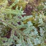 Picea mariana Blatt