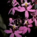 Epidendrum ibaguense Flor