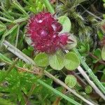 Thymus praecox Flor