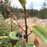 Amelanchier alnifolia Кара