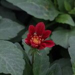 Dahlia spp. Flower
