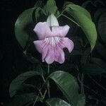 Bignonia aequinoctialis Flower