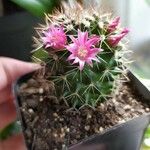 Mammillaria backebergiana Bloem