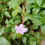 Ruellia prostrata Květ