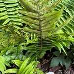 Dryopteris atrata Інше