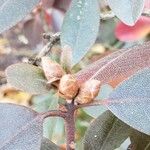 Loropetalum chinense Fruit