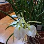 Brassavola tuberculata Flor