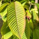 Acer carpinifolium Leaf