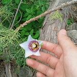Codonopsis clematidea Blüte
