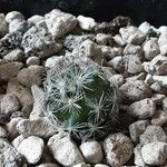 Mammillaria picta Ліст