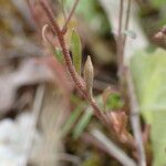 Clypeola jonthlaspi Leaf