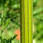 Artemisia annua Rinde