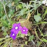 Legousia speculum-veneris Floare