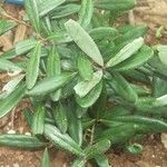 Pycnandra sclerophylla Plante entière