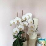 Phalaenopsis amabilisBloem