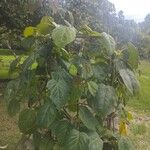 Passiflora ligularis Frucht
