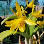 Guarianthe aurantiaca Blüte
