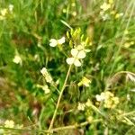 Brassica barrelieri Fleur