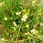 Brassica barrelieri Blüte