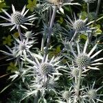 Eryngium bourgatii Buveinė