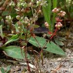 Radiola linoides Vivejo