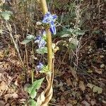 Campanulastrum americanum Flower