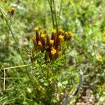 Tagetes multiflora Flor