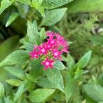 Pentas lanceolataFlower