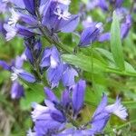 Polygala vulgaris Fleur