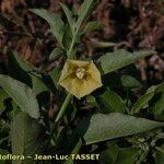 Physalis viscosa Flower