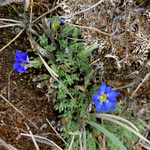 Gentiana sedifolia Hábito