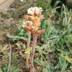 Orobanche picridis Blad