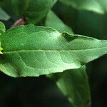 Silphium asteriscus Leaf