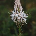 Asphodelus lusitanicus Flower