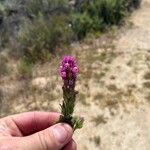 Castilleja exserta Flors