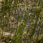 Carex limosa Hábitos